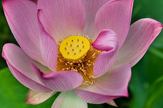 số kết quả