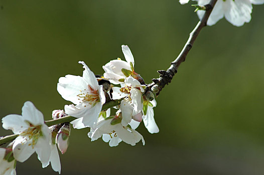 rongbachkim